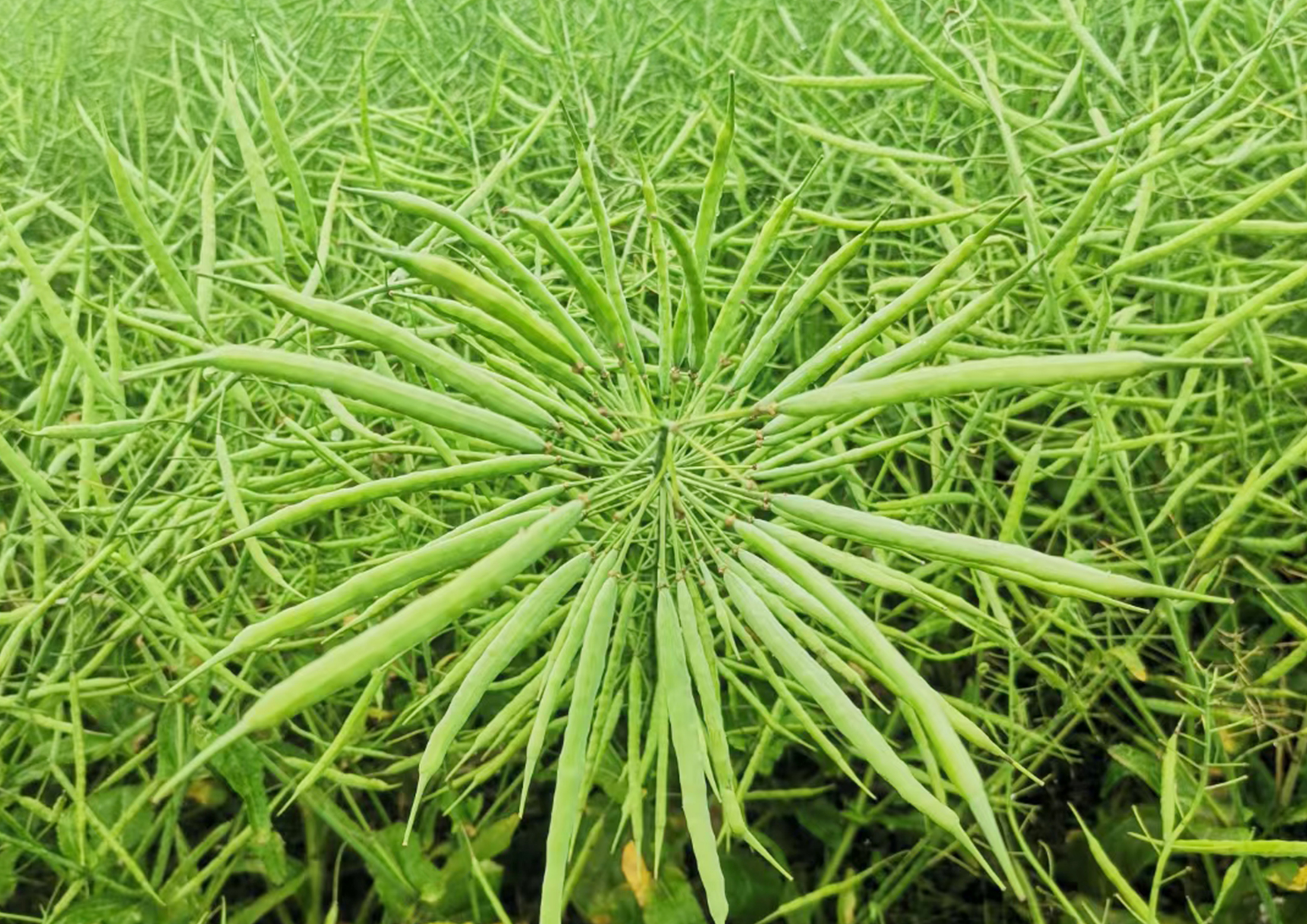 景油69