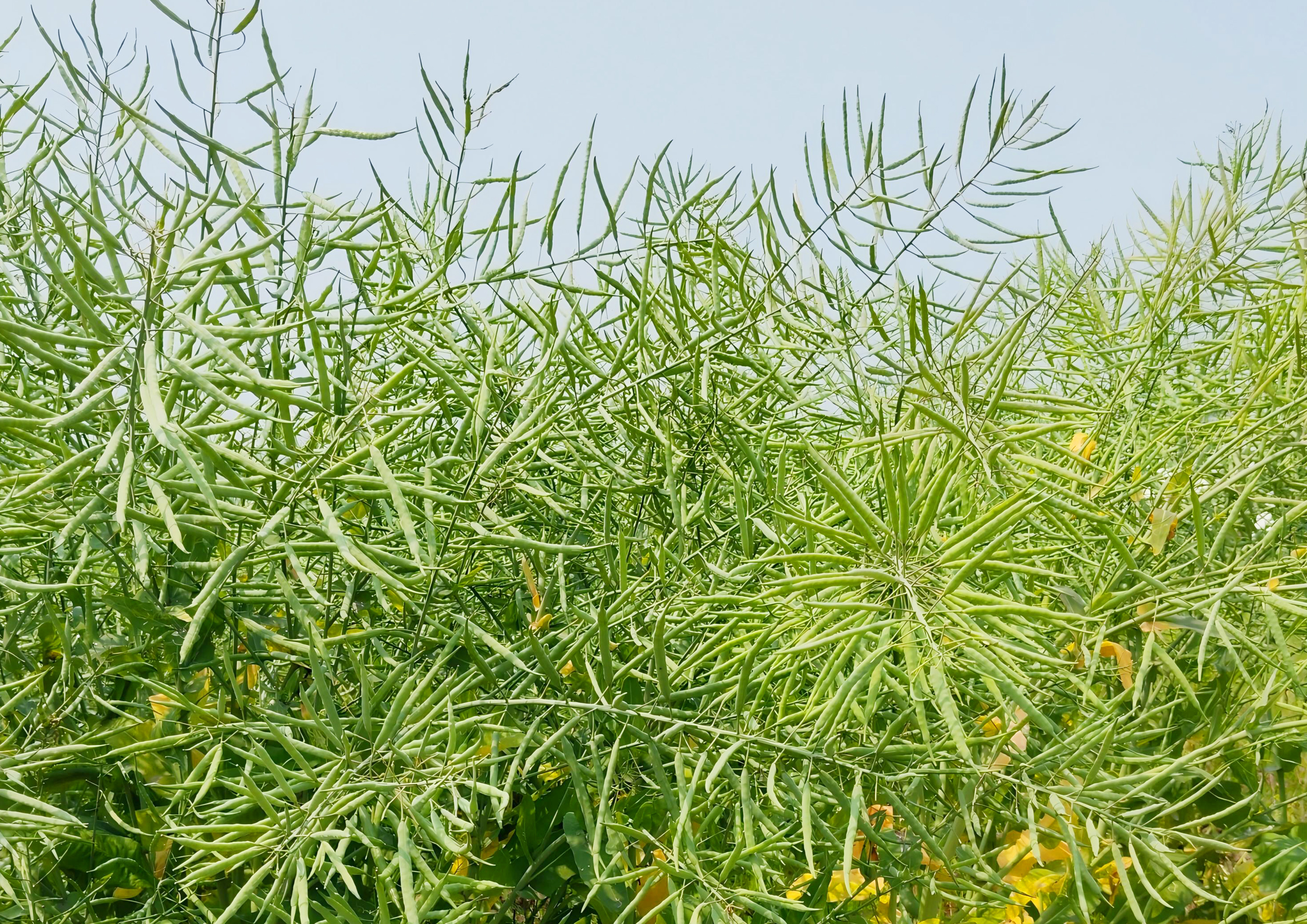 亞美油2號