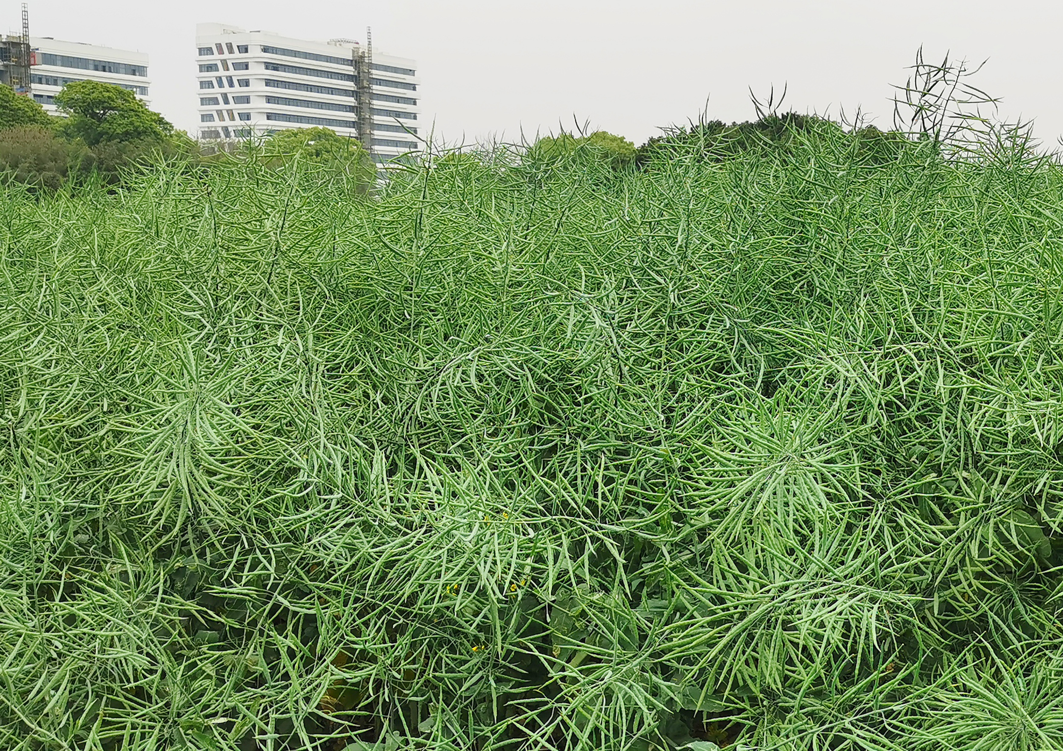 亞美油1號