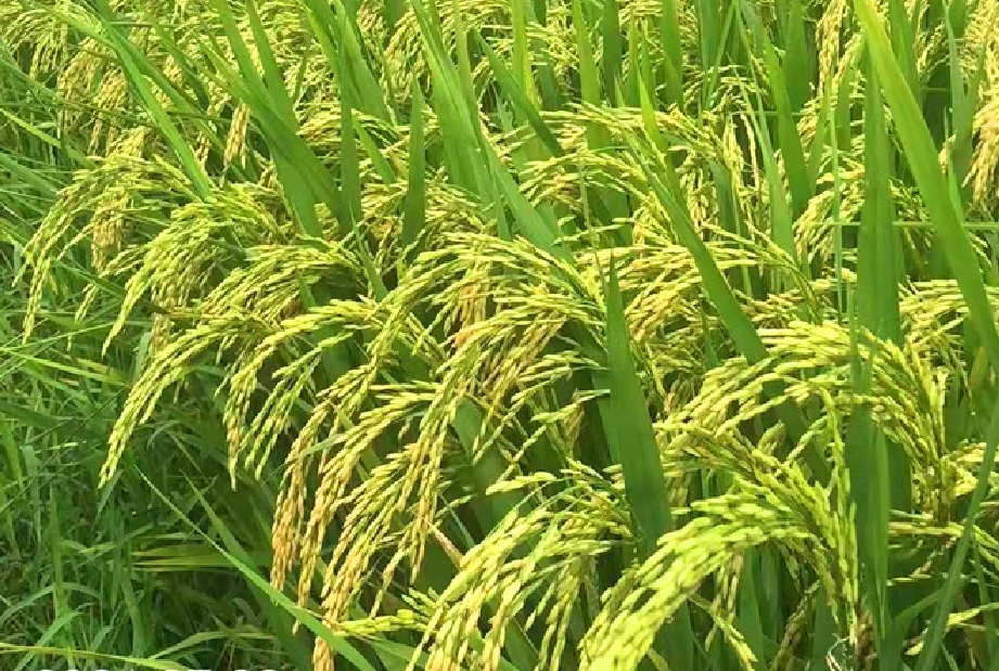 隆科早1號(hào)