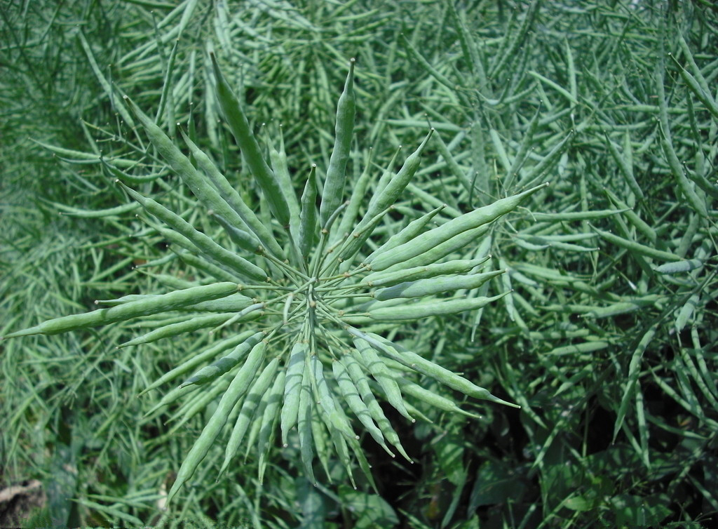 華湘油16號